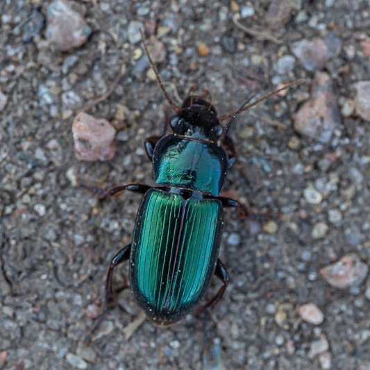 Harpalus affinis.jpg